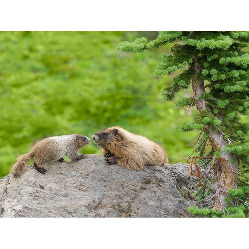 WA-Mount Rainier National Park-Hoary Marmot (Marmota caligata)-mother and baby
